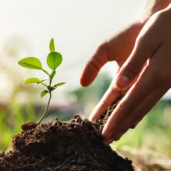 Baum wird eingepflanzt, Baumpatenschaft threesixty
